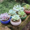 12Pcs Ice-Crack Ceramic Flower Pots For Juicy Plants Small Bonsai Pot Home and Garden Decor Mini Succulent Plant Pots Y200723