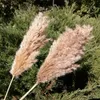 20 stjälkar Pampas gräsbukett torkat blomma bröllop Använd juldekor Konstgjorda blommor Fall Decoration9882187