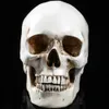 Lifesize cranio umano modello Replica Resina Anal Tracing insegnamento Scheletro Decorazione di Halloween Statua Y201006