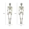 36 tum Halloween Prop Full Size Skeleton Skull Hand Life Life Human Body Poseable Anatomy Model Party Festival Decor Y2010066192893