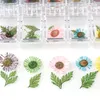 Japanische Trockenblumen 12 Blütenblätter Echte Blume Ewige Blume Fototherapie Kristallbox für UV-Harz Epoxidform De jllwnd