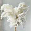Cor branca grande tamanho real seco pampas grama decoração de flores montar plantas naturais casa outono 220311