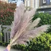 5 adet 55cm Doğal Reed Kurutulmuş Çiçek Big Pampas Çim Buket Düğün Çiçek Seremonisi Dekorasyon Modern Ev Dekorasyon