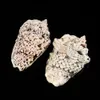 Strombus Lobatus Raninus Polished Sea Shells Approx Weight 29g To 45g Great For Home Tank Decor Display Wedding H jllBgF