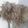 Natural Pampas Grass Wedding Phragmites Reed Bunch Flowers Dray Reed Christmas Home Wedding Decoration Bouquet48422131472192