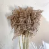 Natural Pampas Grass Wedding Phragmites Reed Bunch Flowers Dray Reed Christmas Home Wedding Decoration Bouquet48422131472192