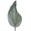 10 stks / partij Real Cattail Fan bewaard gebleven droge natuurlijke verse palmbladeren voor altijd plant materiaal voor thuis bruiloft decoratie C0930