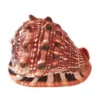 AQUMOTIC Snails Red Conch Collection Coleção Decoração de casa Ornamentos de casamento tanque de peixes Bulls Y200917