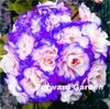 50 ADET Tohumları Mul-Renk Sardunya Çiçek Bonsai Çok Yıllık Pelargonium Peltatum Kapalı Odalar Ev Bahçe için Dikim Dekoratif Peyzaj Aerobik Saksı