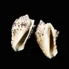 Strombus Lobatus Raninus Polished Sea Shells Approx Weight 29g To 45g Great For Home Tank Decor Display Wedding H jllBgF