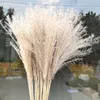 Dried Flower 50Pcs/lot Wholesale Phrag Mites Natural Decorative Pampas Grass For Home Wedding Decoration Flowers Bunch 56-60cm