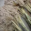 20 tiges Taille m Light Colordried Fleur réalité séchée Pampas Grass Bouquet de mariage DÉCORS NATURELS PLANTES HOME DÉCORATION DU MANDE REED8768966