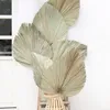 10 pçs / lote real leque de taboa preservado seco natural fresco folhas de palmeira para sempre material de planta para decoração de casamento em casa c09302859