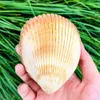 Natural Seashell Bird Tail Clam Par Clams Double Sided Big Conch Exempel Beach Nautical Decar Aquarium Wedding Decoration H Jllaoz