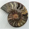 grande taille madagascar fossiles ammonite irisée pierres naturelles et minéraux spécimen 201125