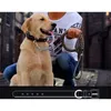 Köpekler için En Kaliteli Deri 13 50kg Pet Köpek Taslak Tasar Moda Tasarlı Köpek tasma Halat Çekiş Pet Kablo Demeti tasma Kurşun 201101
