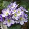 Garden levererar stor kampanj! 100 st / väska afrikanska violetter blomma frön sällsynta trädgårdar bonsai perennial blomma frö variation komplett blandad violett frö9299