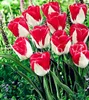 100 PCS Semillas Bonsai Rainbow Tulip Flor Hermosa Tulipanes Flore Plant Garden Simboliza Amor Pot Decoración Decorativo Paisajismo Protección de radiación
