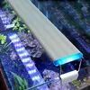 blue tank fish