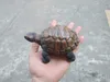 Harts simulering sköldpaddssköld