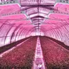 2020 3000W 듀얼 칩 380-730nm 전체 빛 스펙트럼 LED 식물 성장 램프 화이트 새로운