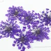 Minoan Dantel Çiçekler Preslenmiş Çiçek Hediyeler Natural Gerçek Bitki Örnekler Nail / Gem Dekorasyon 1 Paket / 10 torba (120 adet) T200103