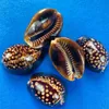 5 8 cm Ny naturlig sk￶ldpaddaskal conch -prov sn￤ckskal fiskbeh￥llare landskapsarkitektur akvarium dekoration nautisk strand br￶llop dekor h jllmml