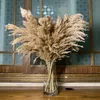 20 Stelen Maat M Light Colordried Flower Real Dried Pampas Grass Boeket Bruiloft Decor Natuurlijke Planten Home Decoratie Pluizig Reed