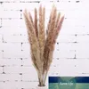 Verklig vete öra blomma dekoration naturliga pampas svans gräs torkade blommor för bröllopsfest DIY CRAFT scrapbook bukett