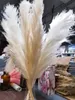 80cm Natural Dried Flower Pampas Grass Reed Home Decoration Gray Large Wedding Layout Corner Shop Display Window Decoration5554045