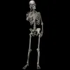 Andra evenemangsfestleveranser 90 cm simulering Human Skeleton Ornament Halloween Party Bar Haunted House Props 230816
