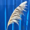 80 см Нагахо натуральный тростниковый сушеный цветок большой пампасный букет из травы свадебный цветок украшение для церемонии современное украшение для дома