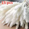 Decorative Flowers & Wreaths Ear 15-30cm Real Natural Reed Dried Flower Small Bulrush Bouquet Pampas Grass Home Decor Wedding Party Decorati