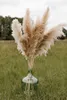 Big Pampas Grass Düğün Dekor 130cm Doğal Kurutulmuş Reed Vitrini Noel Shopwindow Dekor Gerçek Tesis 5560CM9117901