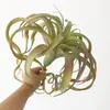 bulbosa barbe à papa bébé pieuvre artificielle faux airplant Tillandsia Capitata Steptophylla usnéoïde comme vraie plante succulente C0125