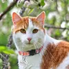 cat collars id tags