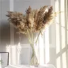 Faux Floral Greenery Helle Farbe Hochzeitsblumenstrauß natürliche getrocknete Pampasgrasblume schöne Schilf Weihnachten Home Hochzeitsdekoration Phragmites 221010