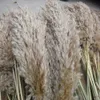 20 łodygi Rozmiar M Lekkie Colordried Flower Real Suszone Pampas Grass Bukiet Wesele Dekoracje Naturalne Rośliny Home Dekoracja Puszysta Reed