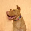 Ошейник для собак MUTTCO с гравировкой, крутой собственный дизайн, специальное имя щенка, предотвращающее потерю имени Ошейник для собак GREEN PEACOCK, 5 размеров LJ201113215S