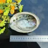 5 Maten Abalone Shell Nautische Decor Seashell Beach Wedding Shells Ocean Decor Jewelry DIY Shell Soap Dish Aquarium Home Decor H Jllseh