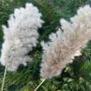 20 stjälkar Pampas Gräs Bukett Torkad Blomma Bröllop Använd Juldekor Konstgjorda Blommor Höstdekoration