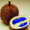 Nuovo arrivo 20 pz semi delizioso Durian King of Tropical Fruit Trees Bonsai Bonsai albero gigante Bonsai albero gigante il tasso di germinazione 95% tutto per una residenza estiva