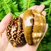 5 8 cm Nieuwe Natural Turtle Shell Conch Specimen Sheshells Fish Tank Landscaping Aquarium Decoratie Nautisch strand Bruiloft Decor H Jllmml