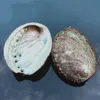 8 10cm abalone 껍질 자연 해안 해안 해상 홈 장식 비누 접시 해변 웨딩 장식 표본 수족관 풍경