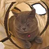 Drop verzending "S" Cat Speelgoed Tunnel Lange 1.2 M Mooi Grappig Design 2 Windows en 2 Gaten Cat Tunnel Speelgoed Kitten Puppy Pet Supplies LJ201125