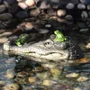 Alligator Head Decoy Pond Float Symulacja Lalka Ogród Krokodyl Dekoracja Dekoracji Dźwizy Kaczki T200117