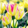 100 PCS Semillas Bonsai Rainbow Tulip Flor Hermosa Tulipanes Flore Plant Garden Simboliza Amor Pot Decoración Decorativo Paisajismo Protección de radiación
