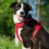 Truelove Pet Harness Большая средняя собачья сундука для взрывовно-защищенного плюша из золотистого ретривера, предназначенная для безопасности на открытом воздухе 201106