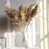 real pampas grama decoração natural flores secas plantas flores de casamento buquê de flores secas fofo adorável para decoração de casa de férias rápido 6719230