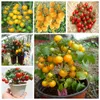 tomaten anpflanzen.